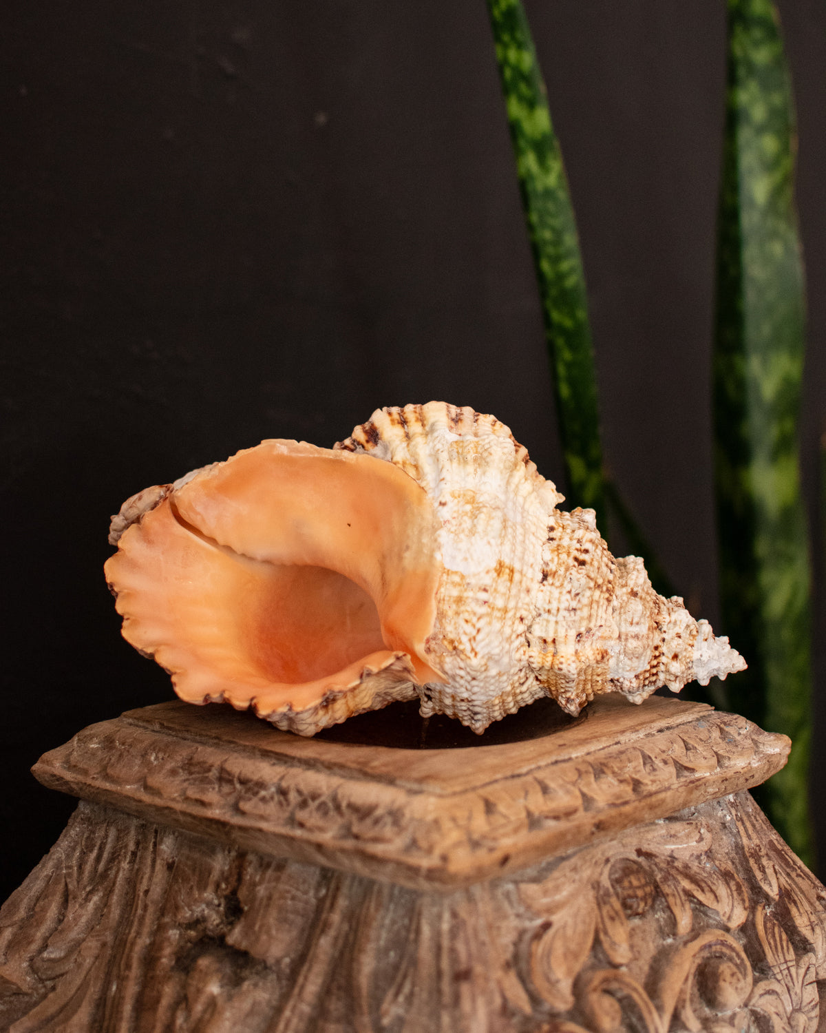 Natural Trumpet Shell