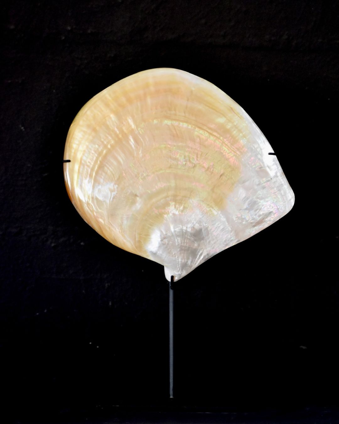 Mother Of Pearl Shell on Stand