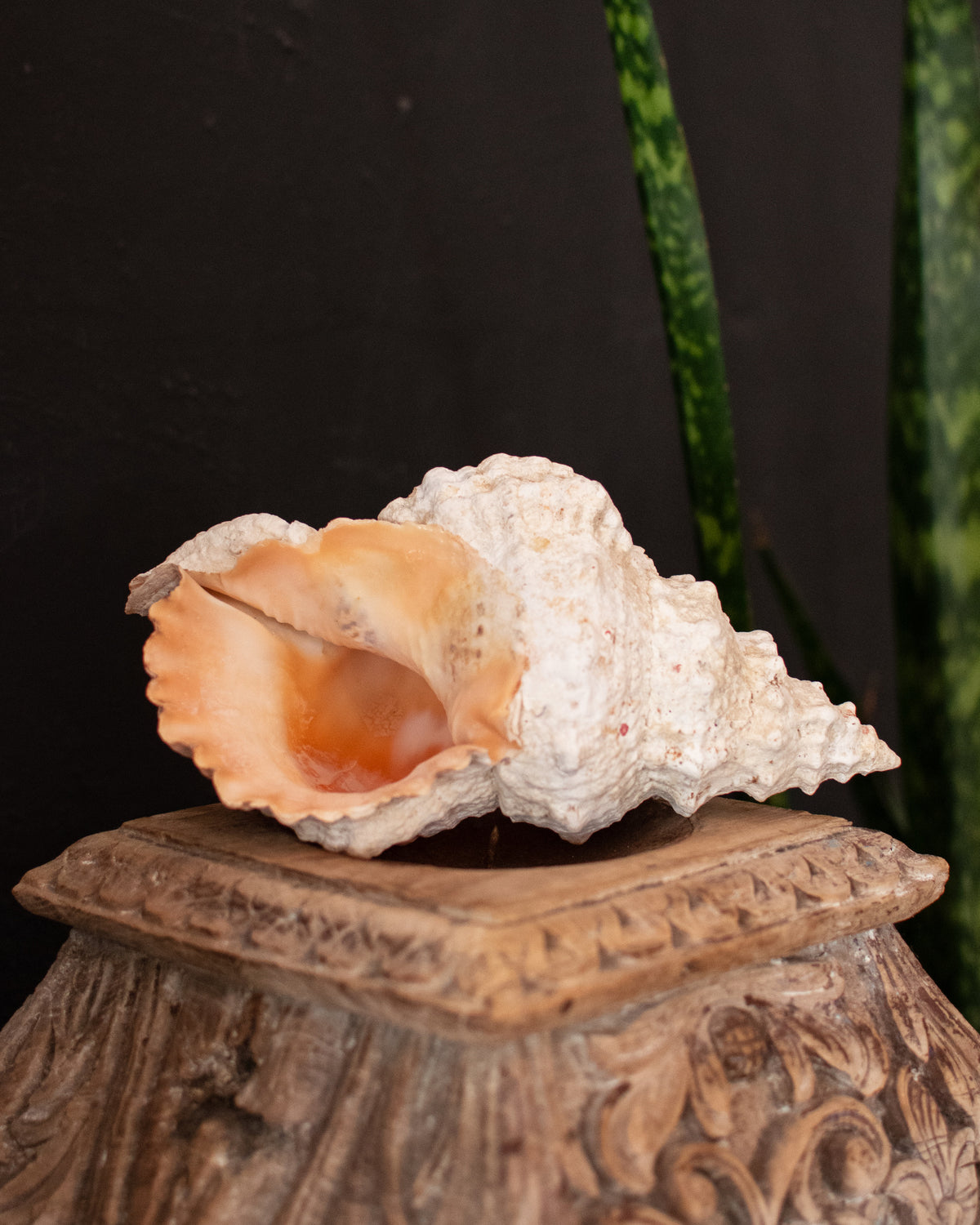 Natural Trumpet Shell