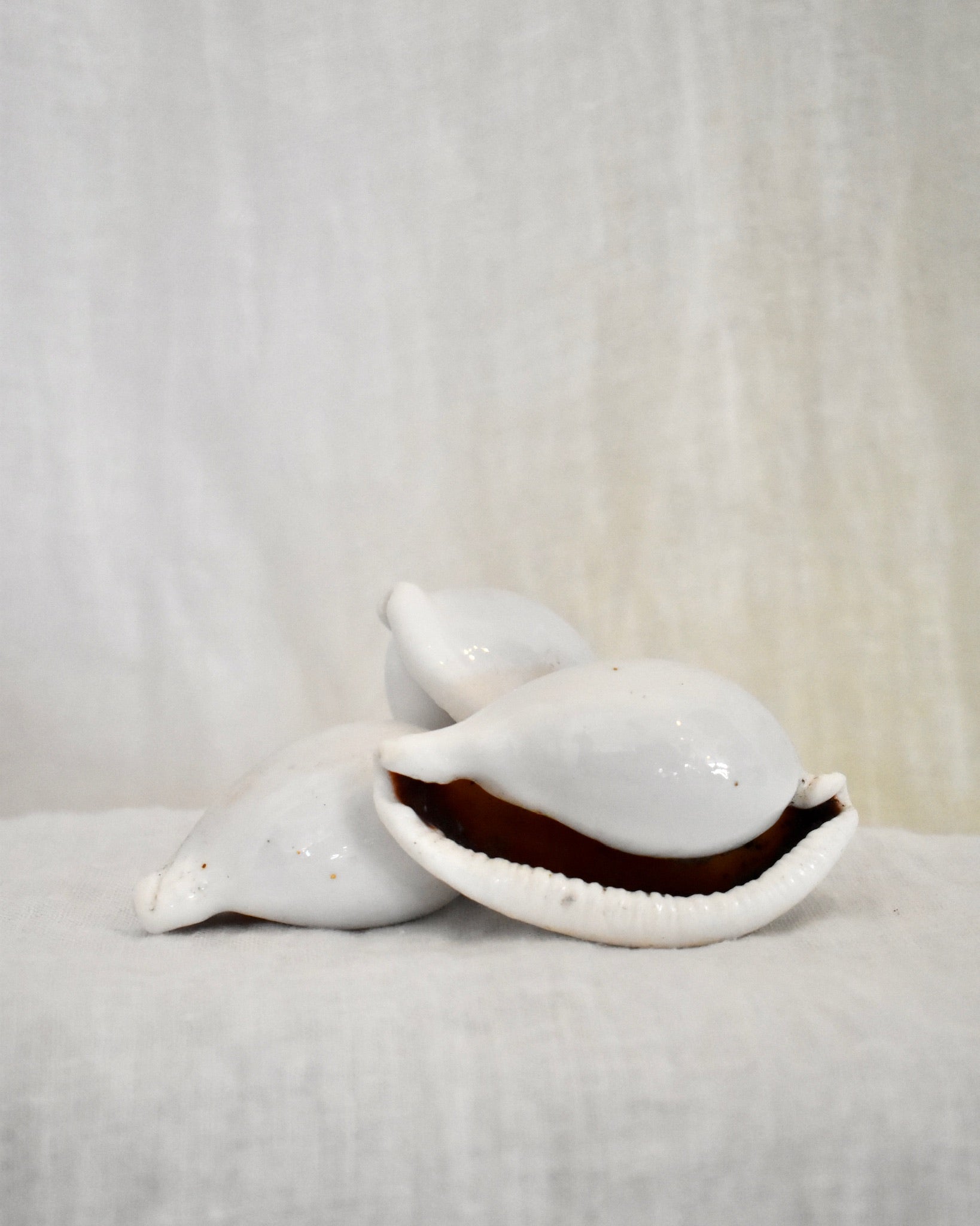 Tiger Brown Cowrie Shell