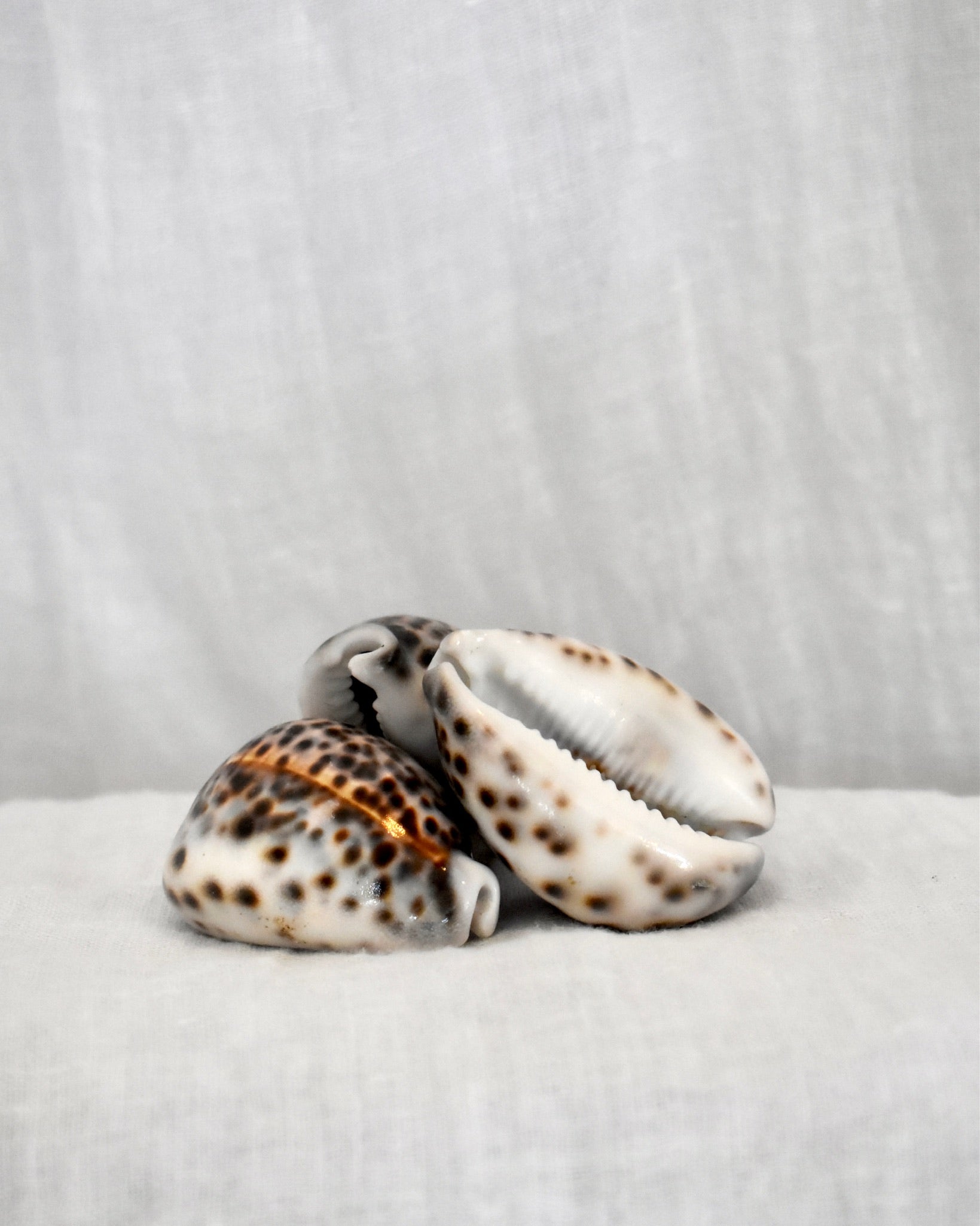 Tiger Brown Cowrie Shell