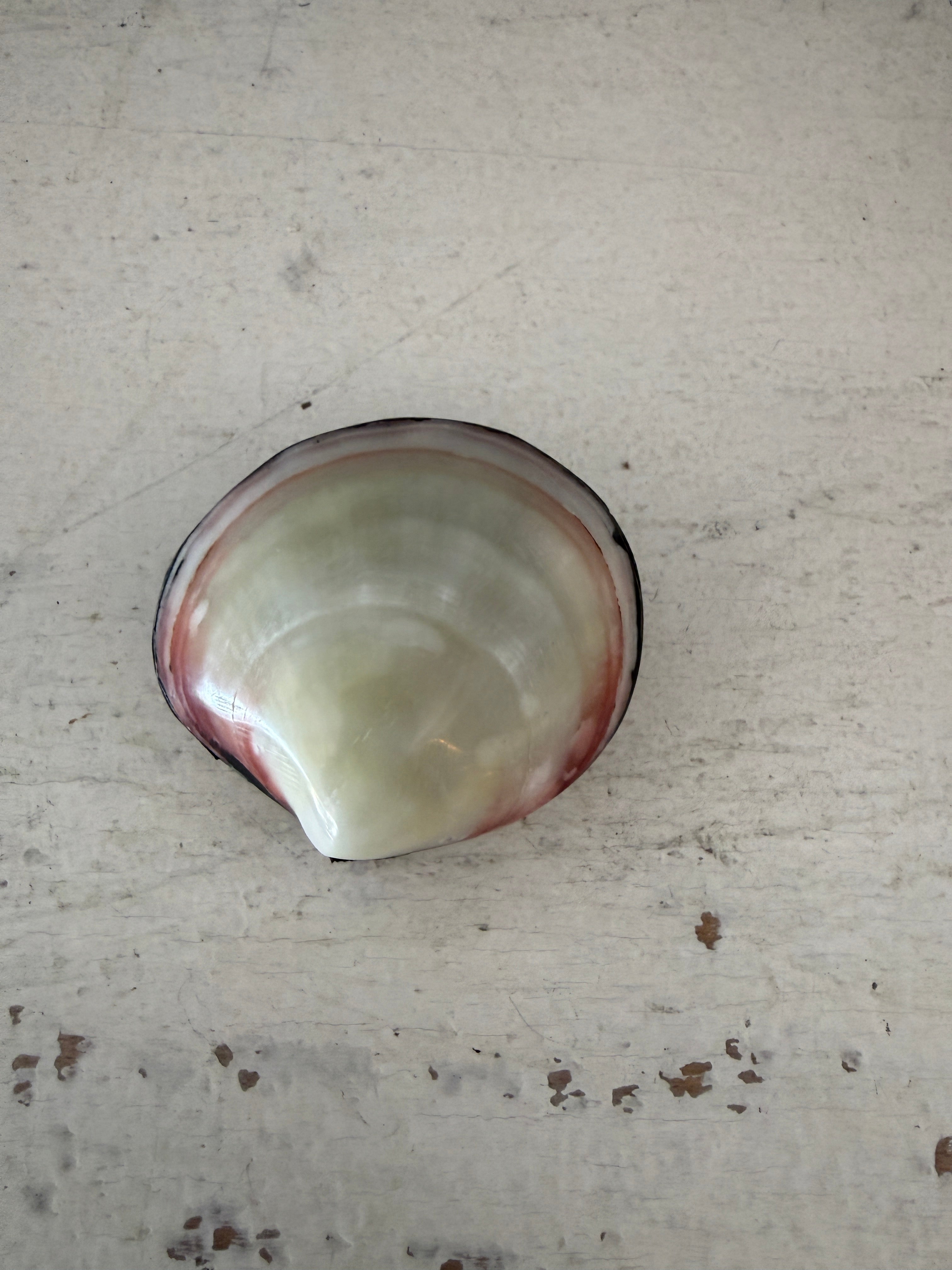 Petite Shell jewellery Box
