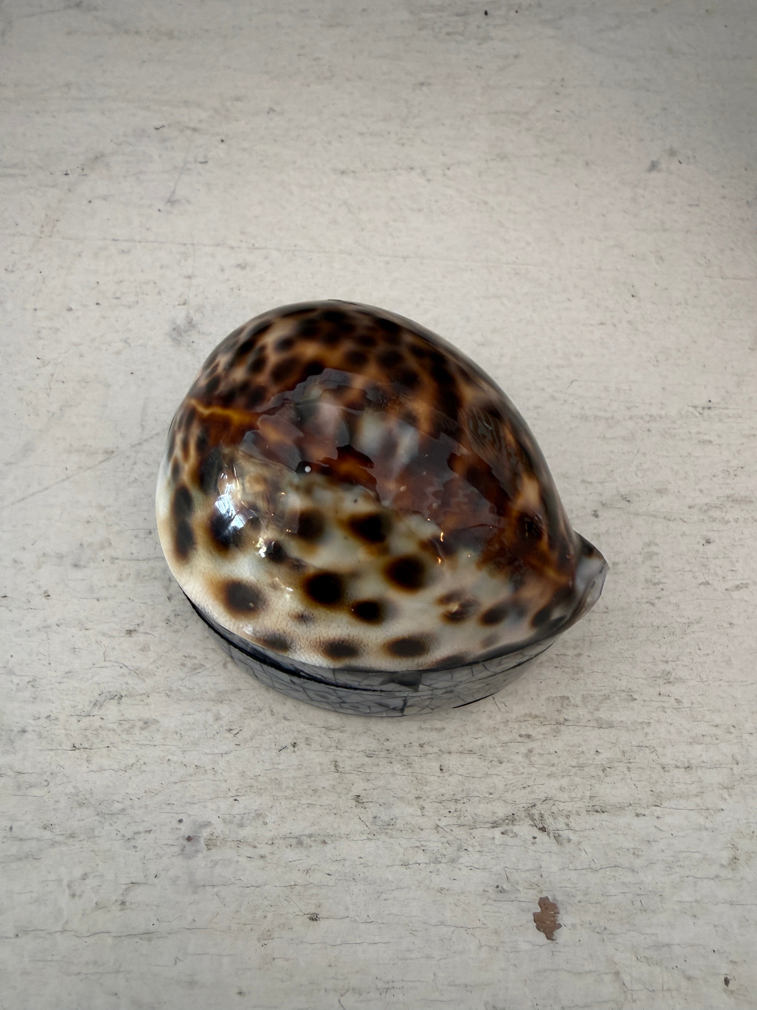 Petite Shell jewellery Box