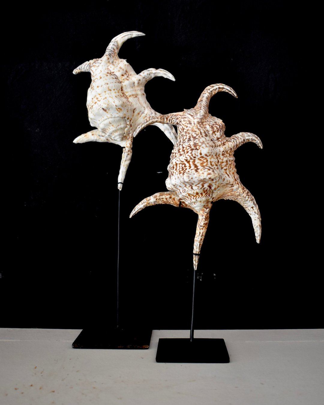 Large Spider Conch Shell on Stand