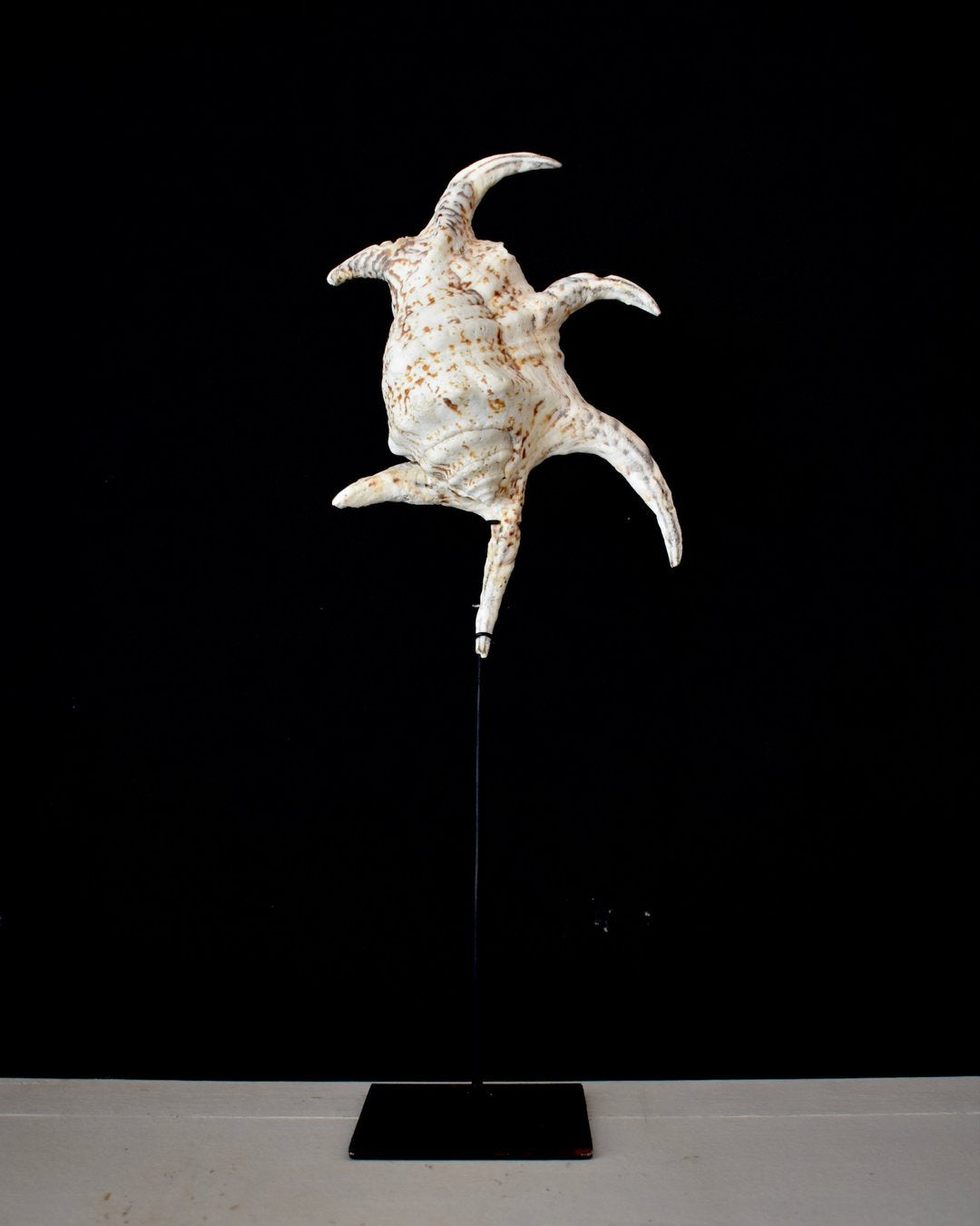Large Spider Conch Shell on Stand