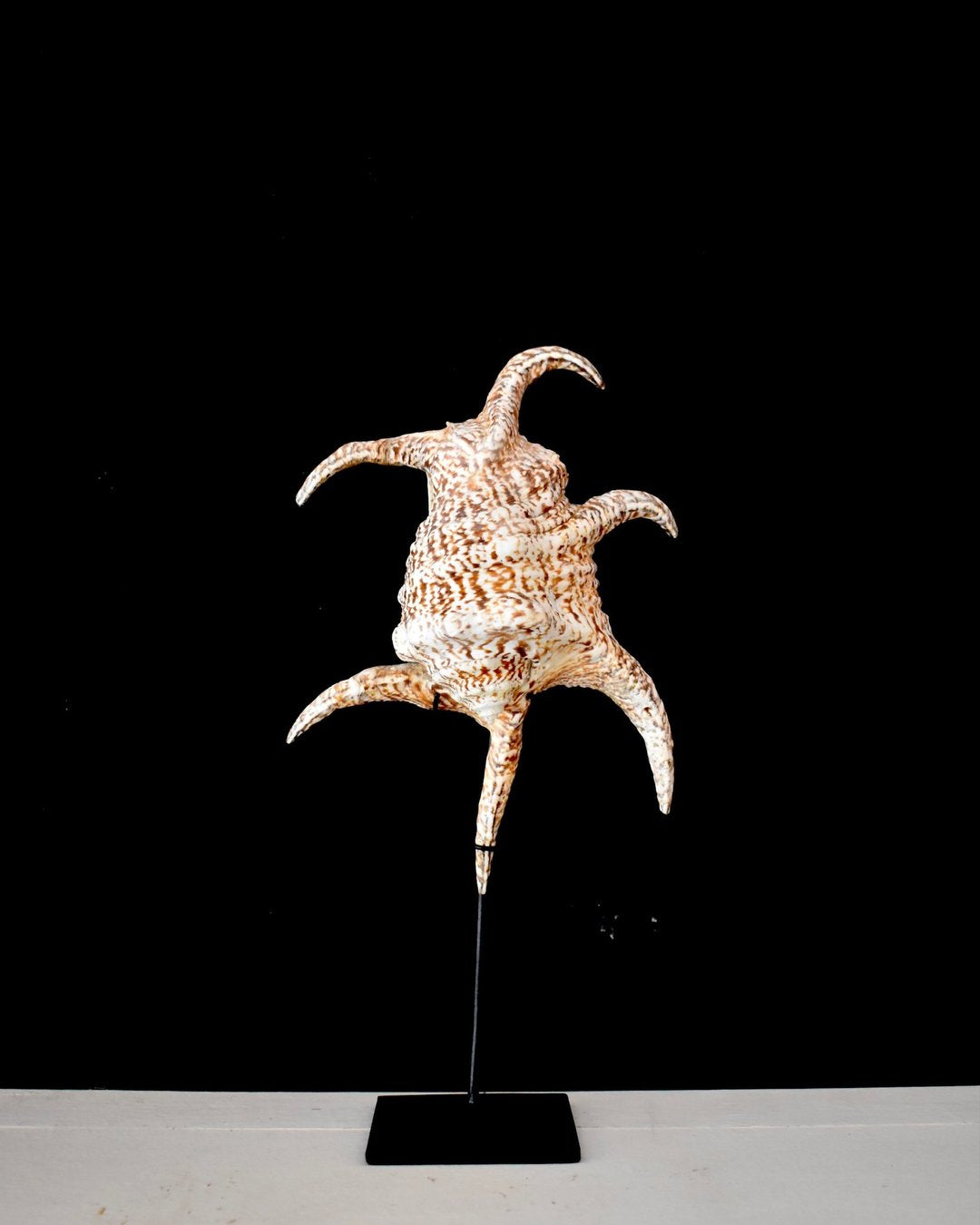Large Spider Conch Shell on Stand