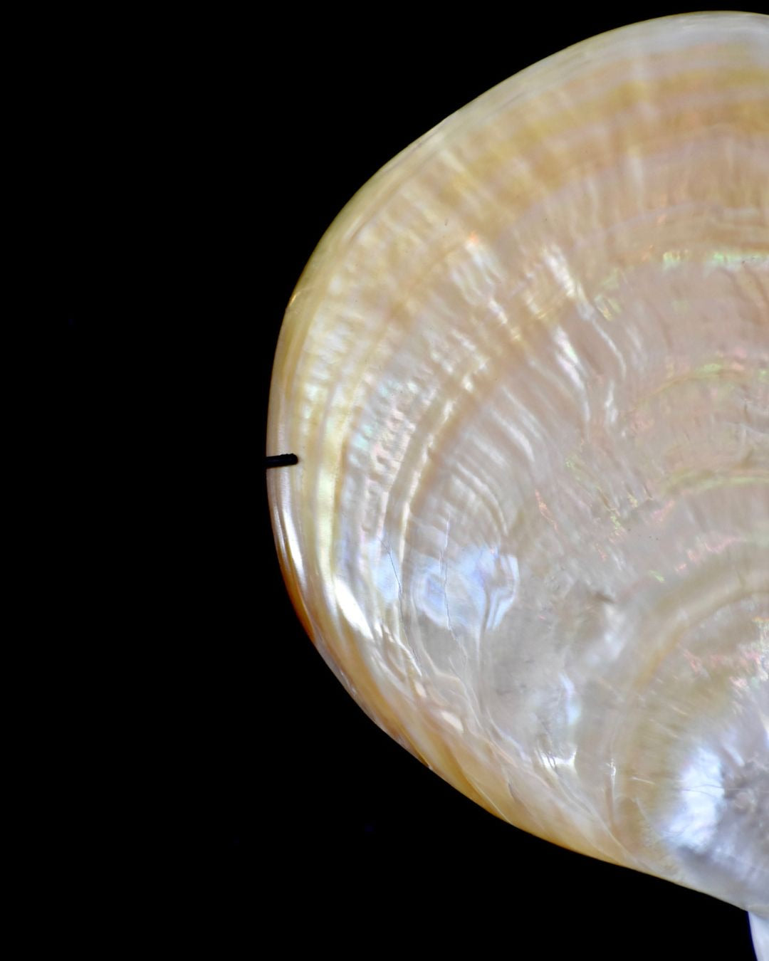 Mother Of Pearl Shell on Stand
