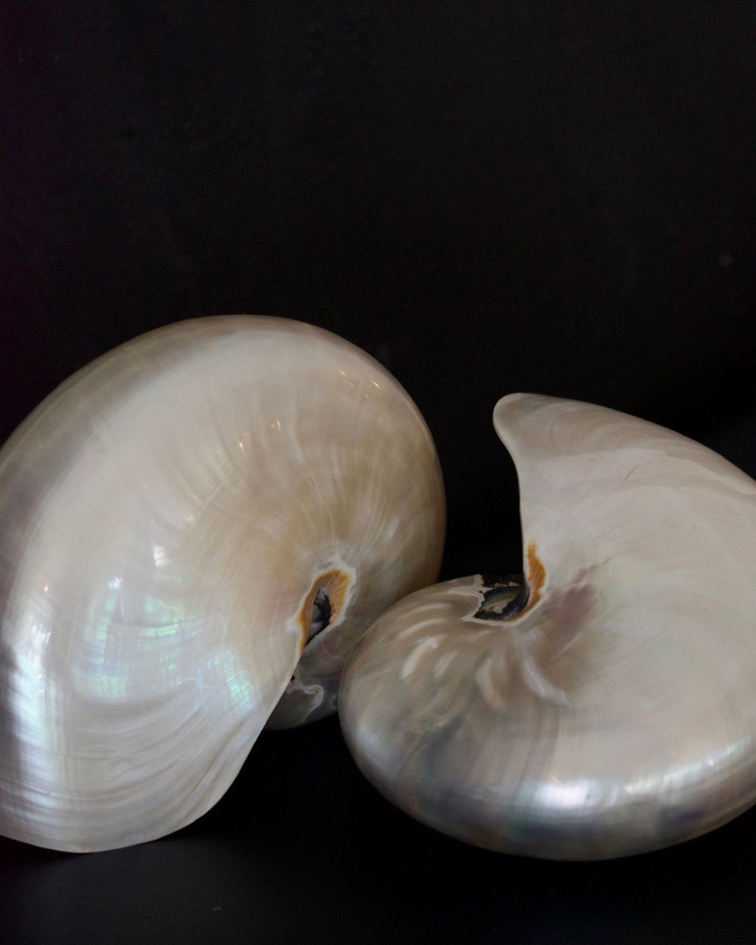 Pearl Nautilus Shells