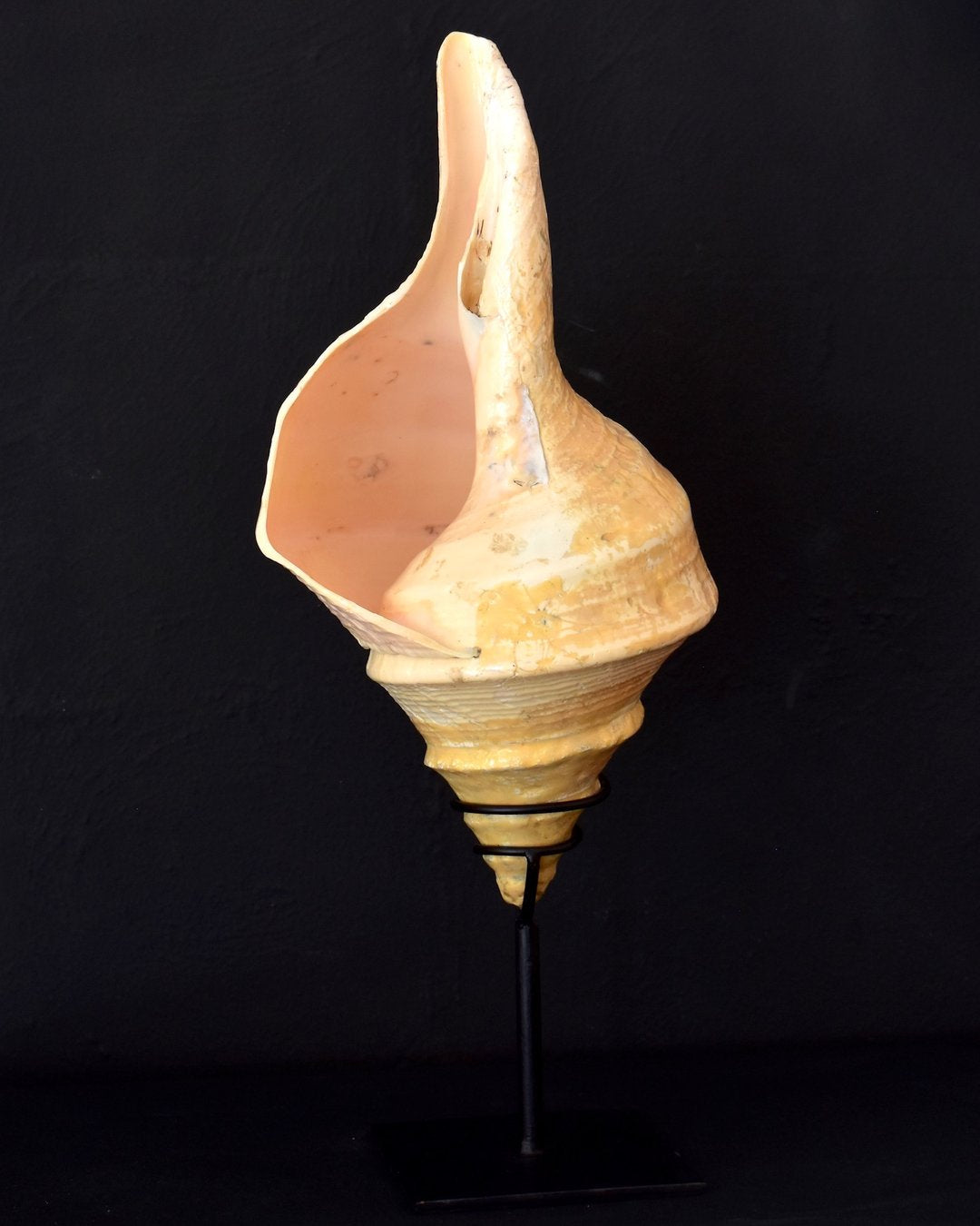 Large Vintage Trumpet Syrinx Shell