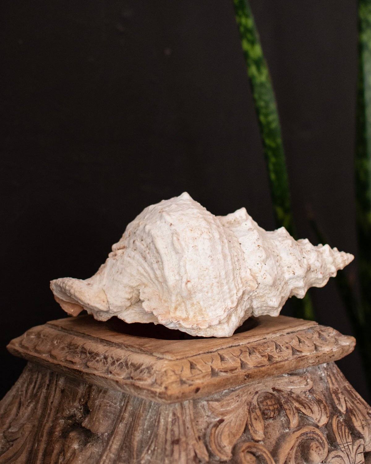 Natural Trumpet Shell