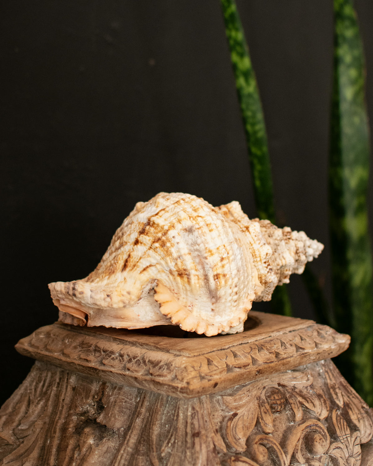 Natural Trumpet Shell
