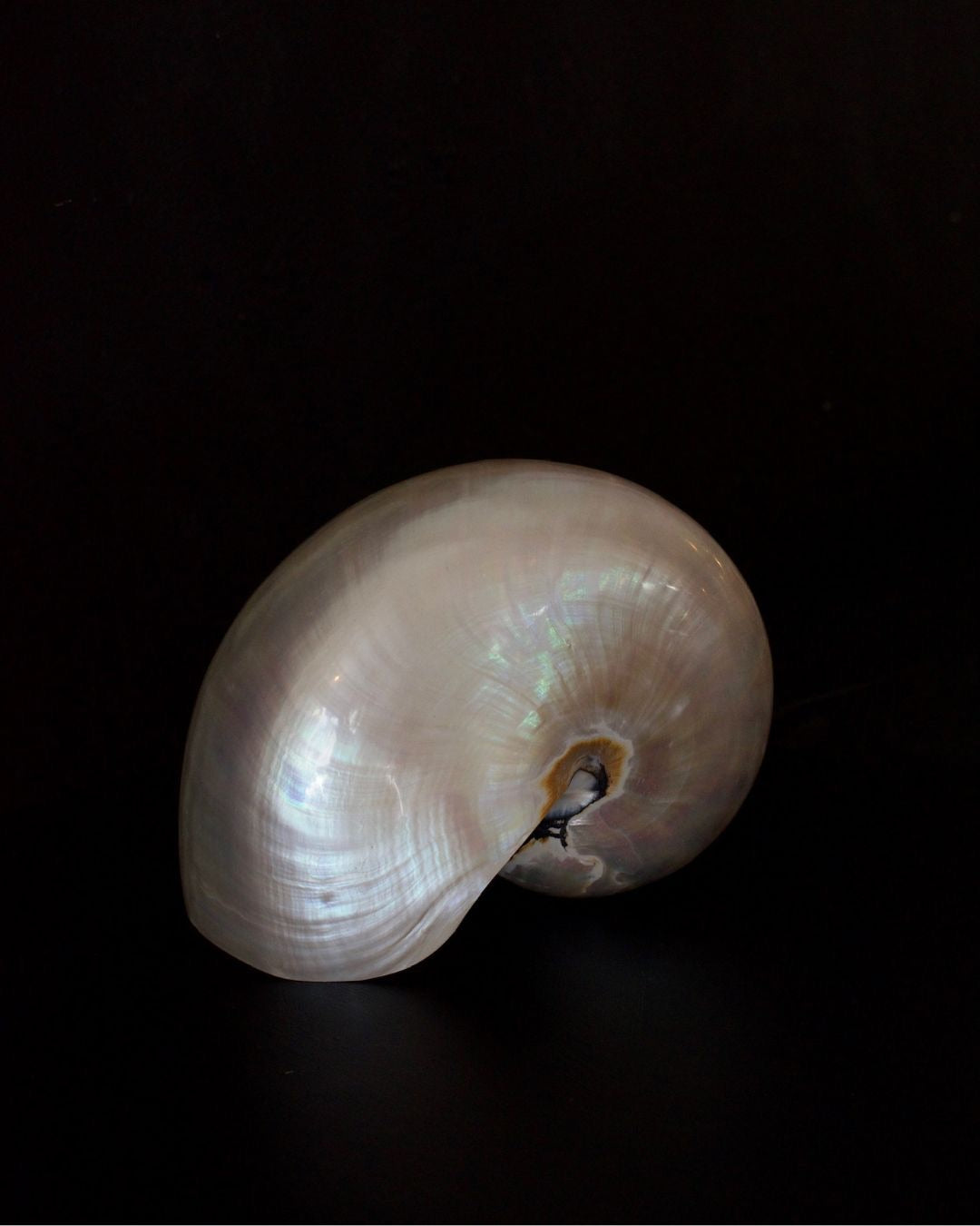 Pearl Nautilus Shells