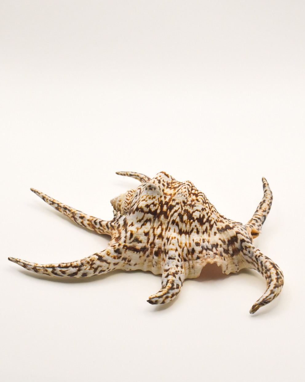 Spider Conch Shell