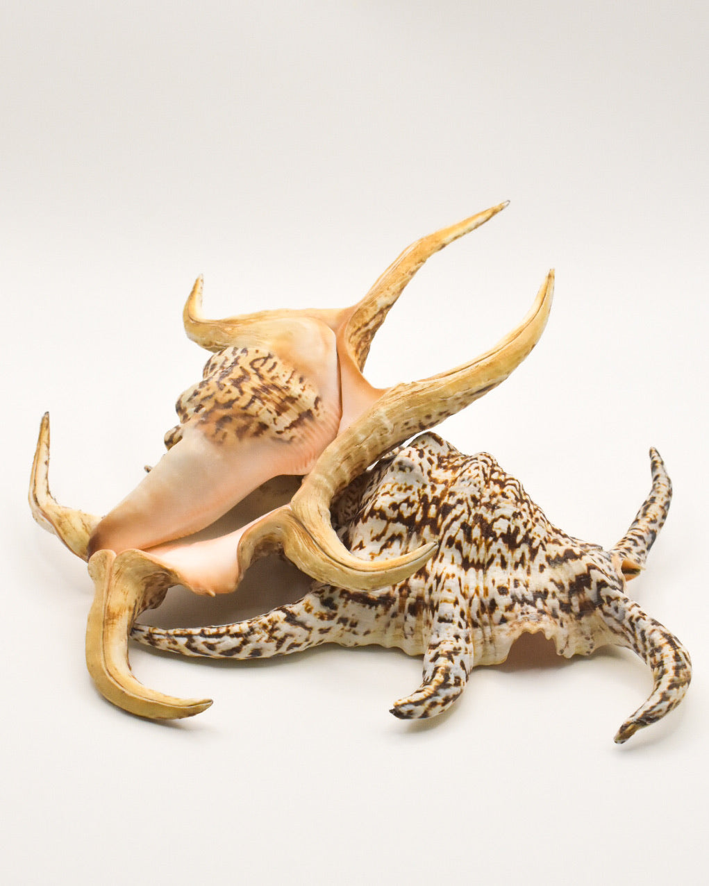 Spider Conch Shell