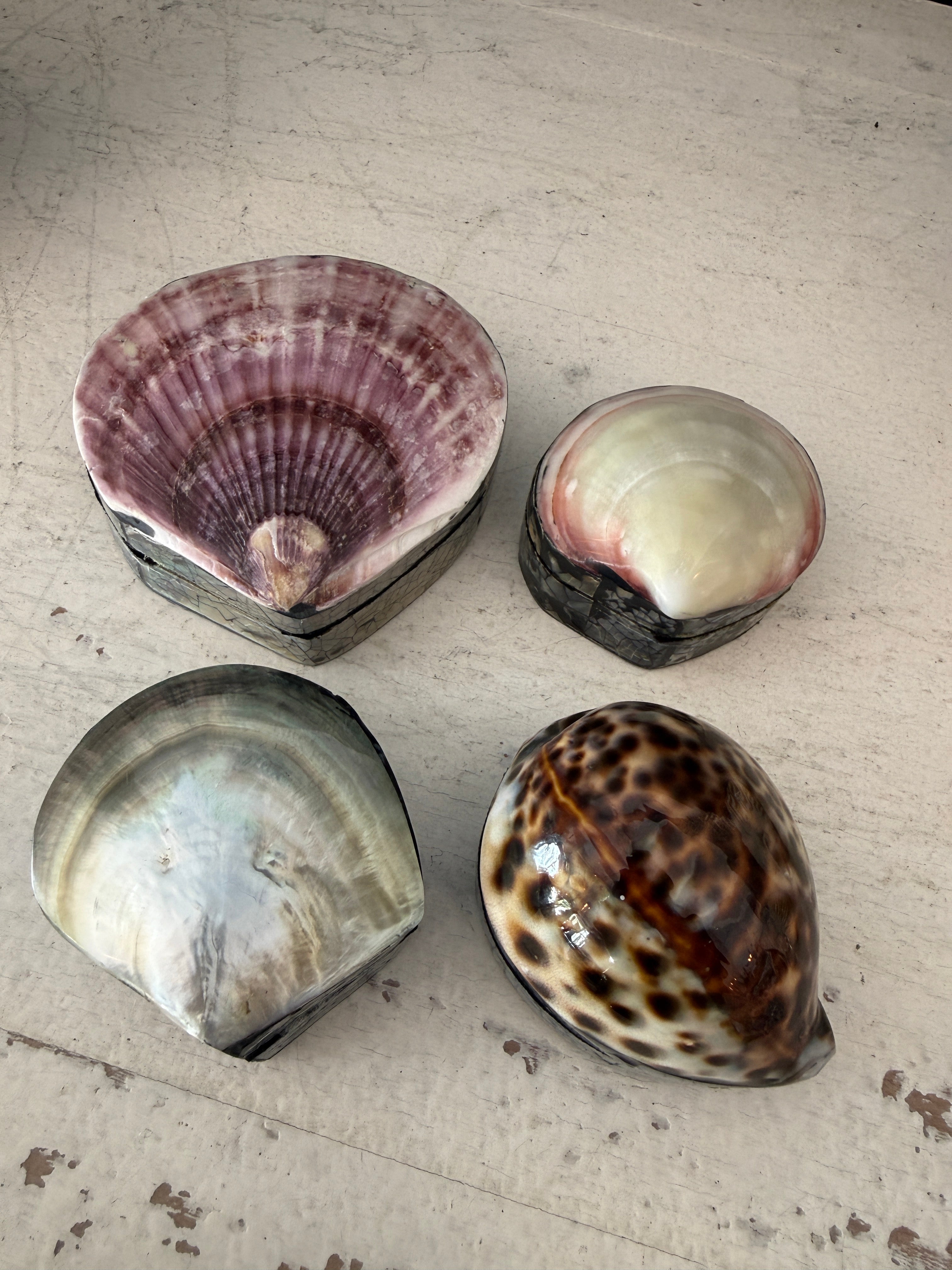 Petite Shell jewellery Box