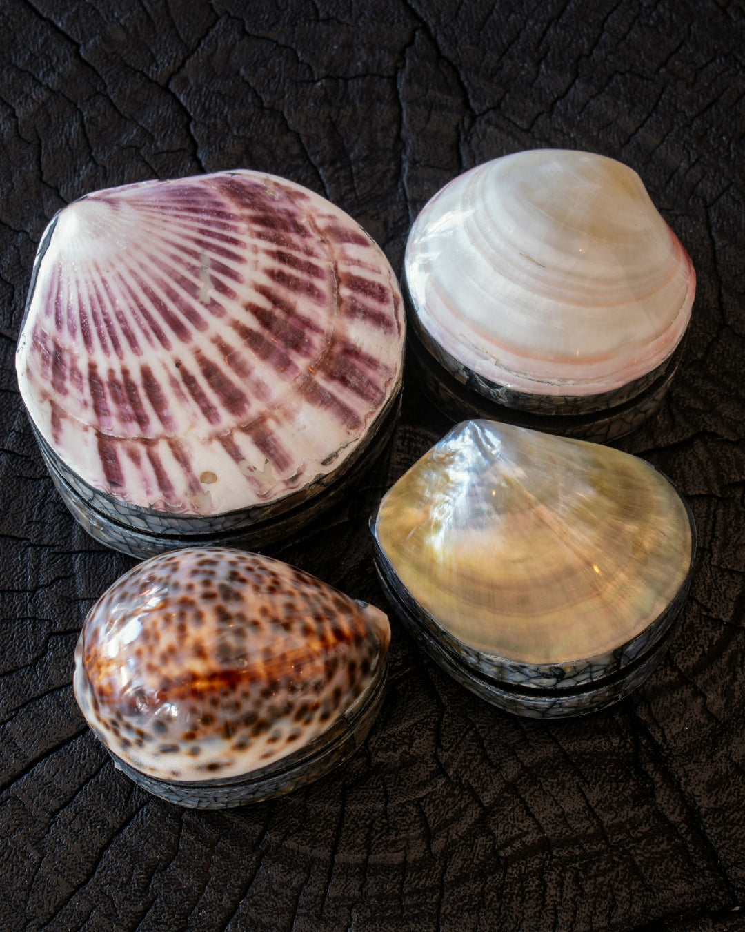 Four seashell jewelry pieces arranged on a dark textured wood surface, including a pink and white striped scallop shell, a white clam shell, a pearlescent yellow shell, and a brown spotted cowrie shell.
