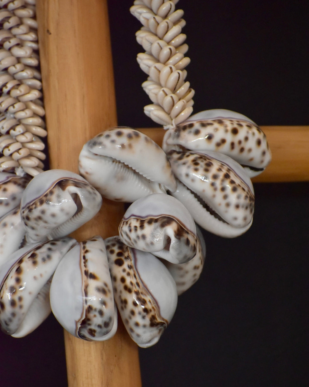 Close-up of cowrie shells on a wooden background