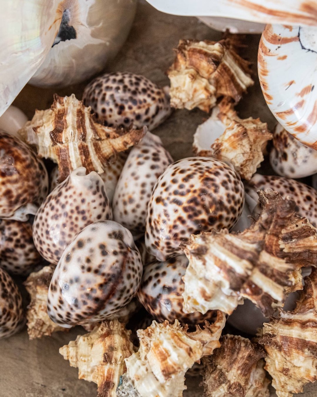 Tiger Brown Cowrie Shell