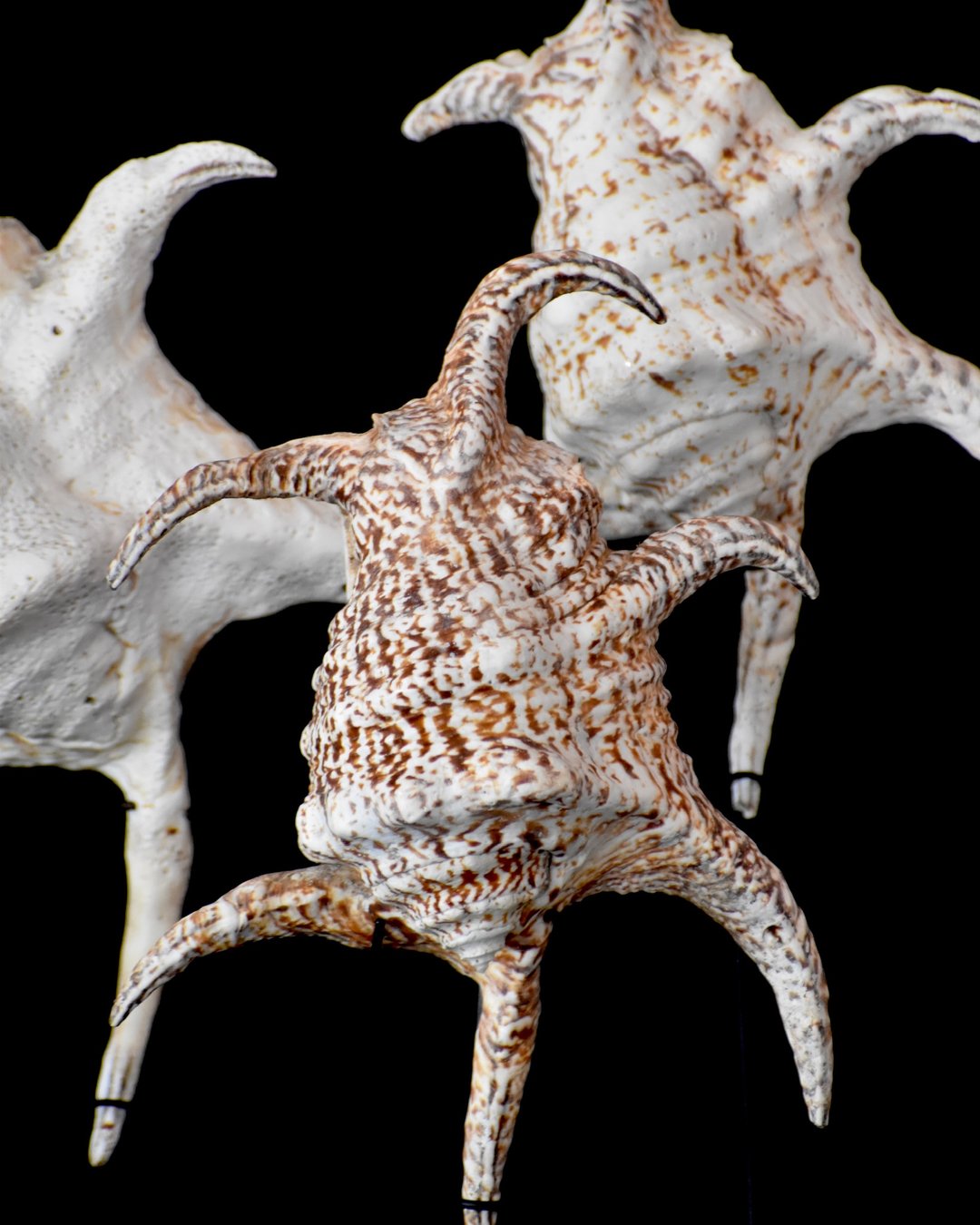 Large Spider Conch Shell on Stand