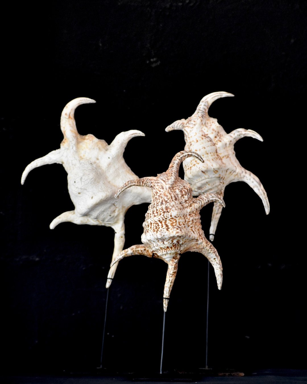 Large Spider Conch Shell on Stand